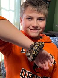 Sharing ball python setups and photos