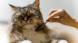 11 cara menghilangkan kutu kucing secara alami dan ampuh. 14 Cara Alami Untuk Menghilangkan Kutu Gatal Pada Kucing