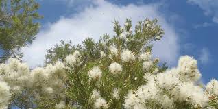 The cold winter months can be so dreary and drab, but that doesn't mean your garden needs to be! Plants Flowers Favoured By Native Stingless Bees Tetragonula Carbonaria In Sydney Elke Haege Landscape Architecture