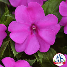 Image result for Impatiens apiculata