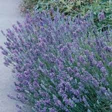 1 5 Gallon In Pot Lavender L6071 Lowes Com Potted Lavender Perennials English Lavender