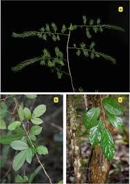 Image result for Rhynchosia tricuspidata