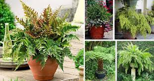 For example, birdsnest fern (asplenium), a large fern suitable for growing outdoors in u.s. 21 Best Ferns For Containers That You Can Grow Indoors Outdoors Easily Balcony Garden Web