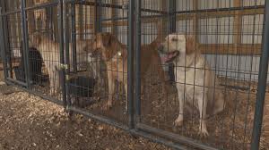 Saving lives, one lab at a time. 49 Horses 47 Dogs Seized From Home In Kershaw County Rescue Groups Ask For Donations