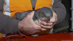 Fairy penguins are birds , they are warm blooded and lay hard shell like eggs similar to. Penguins Break Into New Zealand Sushi Stall Again News Dw 17 07 2019