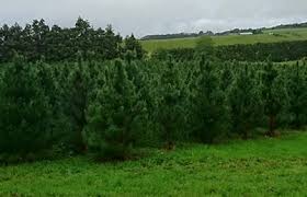Christmas tree shop new plymouth. Bathqnhenydmem