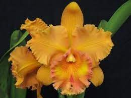 Pot Spanish Eyes Cattleya Orchid Orchid Photo Orchids