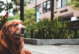 These toddler activities keep little one busy, and help finger painting gets those little hands working, and lets them have fun with colors and textures. Never Too Old Fun Activities With Your Senior Dogs
