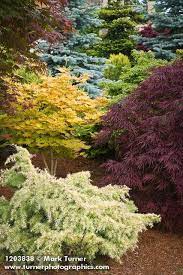1203838 Japanese Maples Among Dwarf Conifers Acer Palmatum Cvs Jim Swift Bellingham Wa C Mark Turner Conifers Garden Landscape Trees Conifer Garden