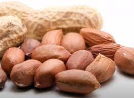 Makanan burung dara supaya cepat bertelur. Makanan Yang Bagus Untuk Burung Merpati Agar Stamina Kuat