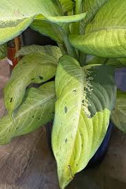 A dieffenbachia with yellow leaves denotes a problem, and you need to do something different for its care. How To Grow Dumb Cane Dieffenbachia Gardener S Path