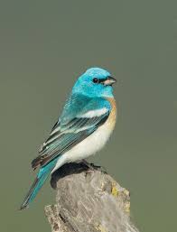 Lazuli Bunting Passerina Amoena North America In 2020 Beautiful Birds Birds Pet Birds