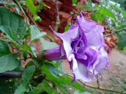 Datura Paniculata Herb Datura Photo And Botanical Description Datura Growing And Care