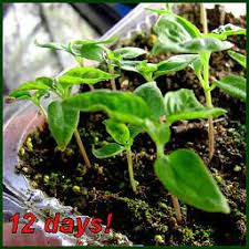 Plant and cultivate your early jalapeno stock indoors to help keep the homemade salsa flowing. Seed Starting 101 Growing Peppers From Seed Dave S Garden