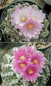 Repot them every few years, and. Home Grown