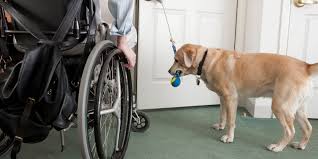 An emotional support animal (esa) is a type of animal that provides comfort to help relieve a symptom or effect of a person's disability. Service Animal Accommodations Landlord Guidelines