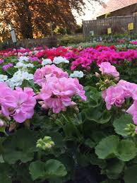 Geranien With Images Plants Flowers Flower Power
