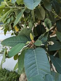 Image result for Magnolia delavayi