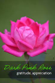 Maybe you would like to learn more about one of these? A Valentine S Day Guide To The Meaning Of Rose Colors