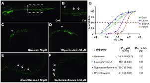 Image result for Rhynchosia viscosa