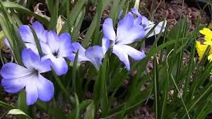 Image result for Tecophilaeaceae