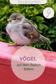 Vogel Auf Dem Balkon Futtern Garten Winterharte Stauden Pflanzen