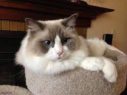 Good Pics Ragdoll Cats Blue Strategies Russian Blue Cat Ragdoll Cat Kittens