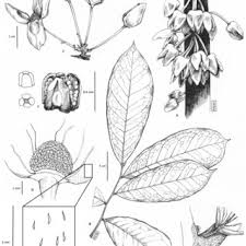 Image result for Sericanthe leonardii