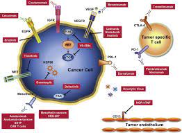 We did not find results for: New Therapeutic Strategies For Malignant Pleural Mesothelioma Sciencedirect