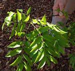 Image result for Zanha golungensis