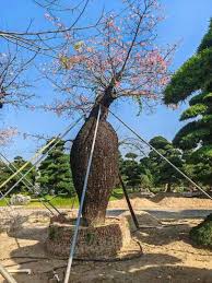 Image result for Ceiba speciosa