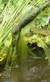 Das sieht nicht nur unschön aus, sondern kann auch. Algen Im Teich Selbst De Algen Im Teich Gartenteich Bepflanzen Wasser Im Garten