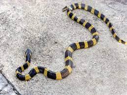 Banded Krait Snake Snake Venom Indian Animals