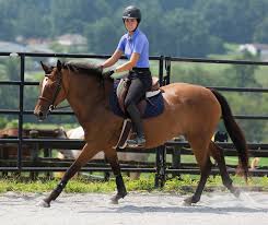 How To Stop Bouncing In Canter - Youtube