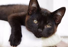 Did you know that black cats and dogs are less likely to be in fact, many shelters have started social media campaigns to sponsor adoption events and promote black pet adoption. National Black Cat Day History And Why We Celebrate