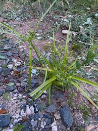 Image result for Lipocarpha nana