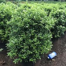 Image result for Murraya paniculata