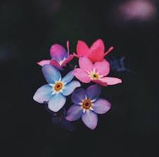 In the story, a knight and his love were walking along the side of a river. Forget Me Not Pink And Purple Wallpaper Vintage Nature Photography Flower Painting