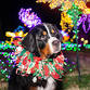 GardenFest of LIghts event image