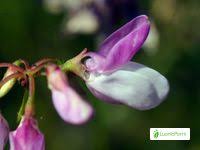 Crown vetch, purple crown vetch. Crown Vetch Securigera Varia Flowers Naturegate