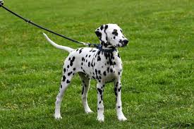 Image result for dalmatian