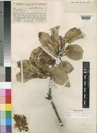 Image result for Agelanthus longipes