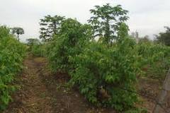 Sacha inchi: la 'súper semilla' que busca cultivar la paz en ...