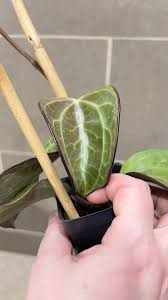 Image result for Polystachya hastata