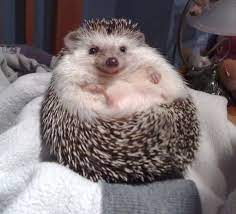 Jabba The Hedgehog Wins Star Wars Costume Smiling Animals Fluffy Animals Cute Animals