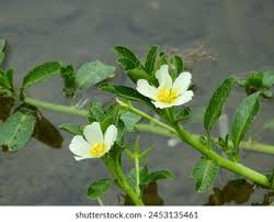 Image result for Ludwigia adscendens
