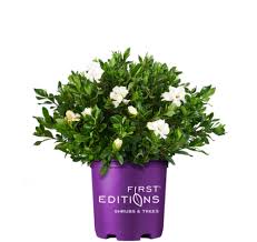 A nutrient deficient mint plant will kill off older parts of the plant to keep the younger buds alive. Double Mint Gardenia First Editions