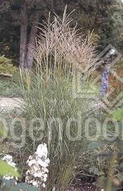 This attractive foliage warms up to rich gold in the fall before turning to tan over the winter. Hogendoorn Excellent In Young Plants