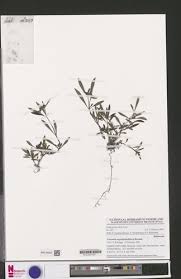 Image result for Virectaria