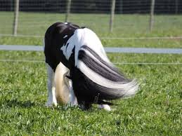 My gypsy vanner has anhidrosis. Gypsy Royal Whiterock Nz Gypsy Horse Breeders Gypsy Vanner Horses For Sale